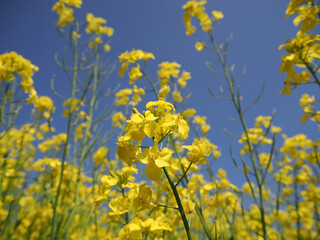 安平町の菜の花畑
