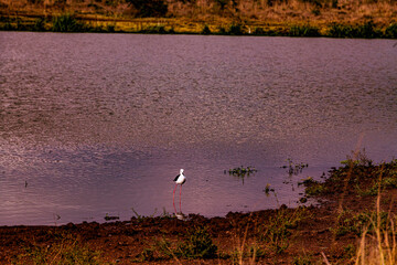 ducks on the lake