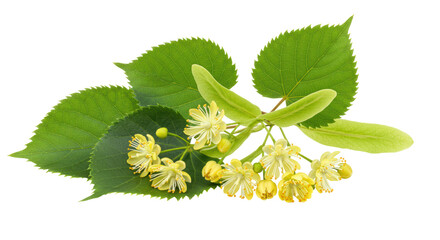 Isolated Blooming Linden Branch with Leaves © Jonas