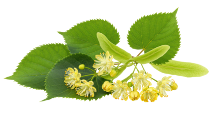 Isolated Blooming Linden Branch with Leaves