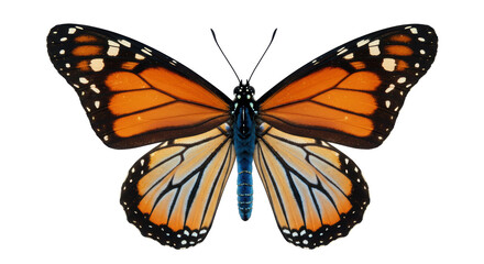 Isolated Monarch Butterfly with Open Wings