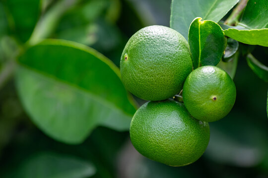 Green lemons is citrus  fruits on a branch with nature background. Green Lemons tree in the garden with daylight. Fresh green lime fruit hanging from branch.