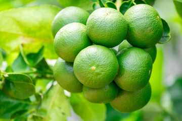 Green lemons is citrus  fruits on a branch with nature background. Green Lemons tree in the garden with daylight. Fresh green lime fruit hanging from branch.