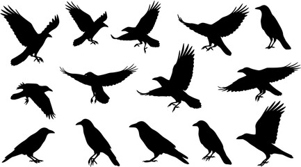 Obraz premium Vector, isolated black silhouette bird, crow collection 