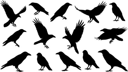 Obraz premium Vector, isolated black silhouette bird, crow collection 