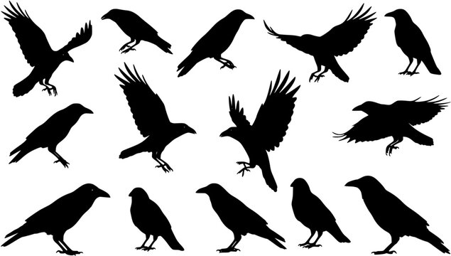 Vector, isolated black silhouette bird, crow collection
