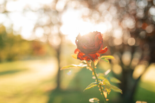 A red rose at sunrise in a rural country garden on a farm in regional New South Wales - Powered by Adobe
