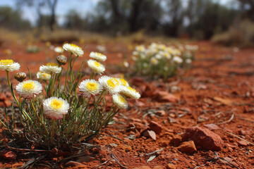 hardy white and yellow everlasting wildflowers in australian red dirt desert