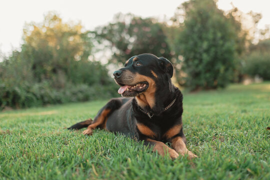 Rottweiler enjoying a peaceful afternoon lounging on the green grass of a shady country garden