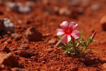 single pink wildflower in australian red dirt desert