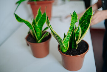 Multiple potted snake plants arranged on a table, hands seen organizing them carefully.