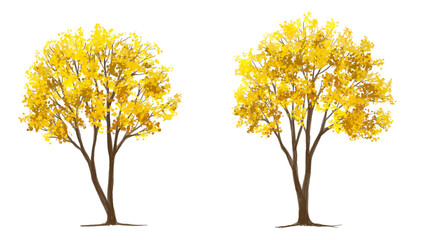 Vertor set of autumn tree,plants side view for landscape elevation and section,eco environment concept design,watercolor ginkgo tree illustration,colorfull