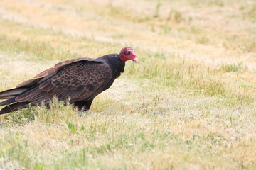 Turkey Vulture (Tawny Vulture) in the grassland