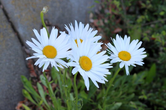 White daisies in the garden, close-up of flowers