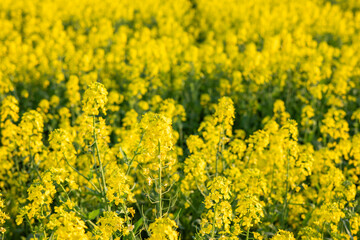 When rapeseed flowers bloom in spring, the entire field turns golden