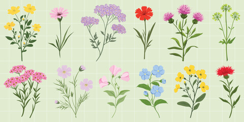 Colorful botanical floral illustrations, vector set