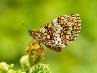 Heath Fritillary Butterfly on a Fern