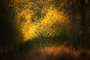 Dreamy abstract forest image, blooming meadow and pastel bokeh lights