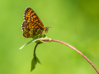 Heath Fritillary Butterfly on a Leaf