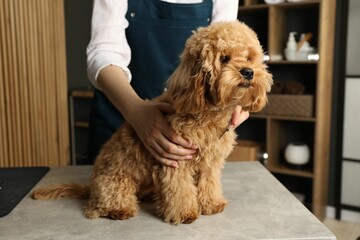 Groomer and cute fluffy dog in salon, closeup