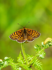 Heath Fritillary Butterfly on a Fern