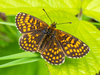 Heath Fritillary Butterfly on a Leaf