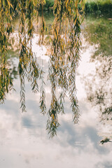 Drooping willow branches hang low over a reflective water surface, catching warm light and gentle...