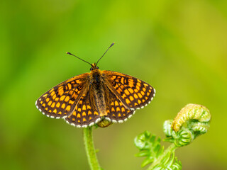Heath Fritillary Butterfly on a Fern