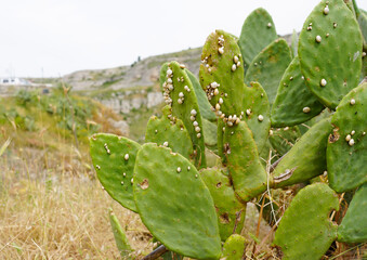 Large cactus leaves covered in snails, Puglia, Italy 