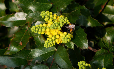 Bumblebee (Bombus species) on yellow Oregon Grape flowers in a garden