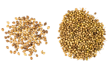 Two piles of coriander seeds isolated on white background