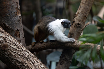 Fototapeta premium Singe Tamarin Pied Brésilien (saguinus bicolor)