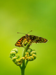 Heath Fritillary Butterfly on a Fern