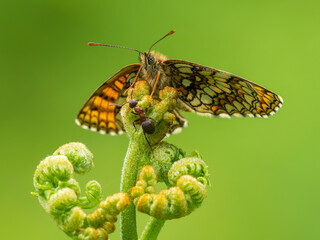 Heath Fritillary Butterfly on a Fern