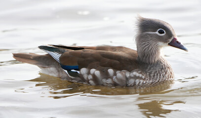 Beautiful female Mandarin Duck (Aix galericulata) gracefully swimming in water
