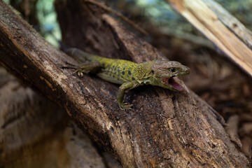 Close-up portrait of a ocellated lizard in a tree, Lézard ocellé dans un arbre