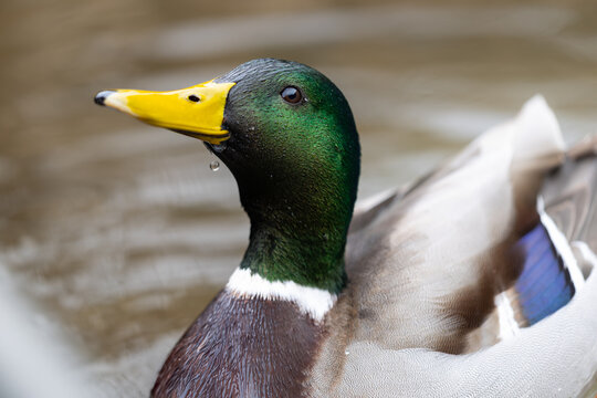 Close-up portrait of a male mallard duck, canard colvert