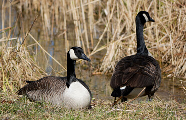 Two Canada Geese (Branta canadensis) resting by the water's edge of a pond