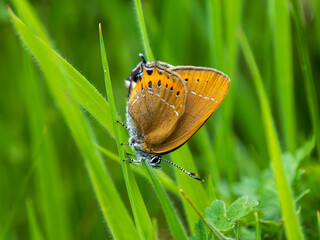 Black Hairstreak Butterfly in Grass
