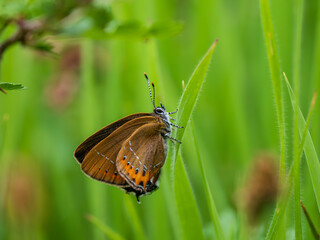 Black Hairstreak Butterfly in Grass