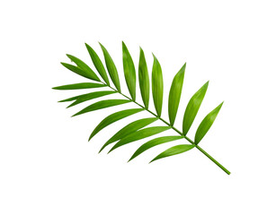 Fototapeta premium Bright Green Palm Frond with Elongated Leaves and Central Stem Detail