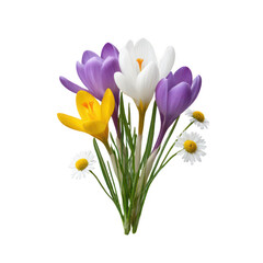 Fototapeta premium Colorful crocus and daisy bouquet isolated on transparent background