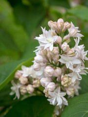 branch of blooming white lilac in spring