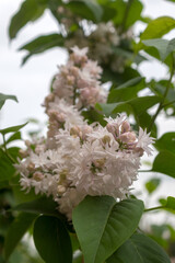 branch of blooming white lilac close up