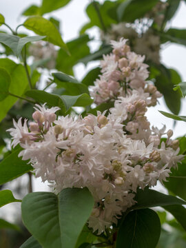 branch of blooming white lilac closeup