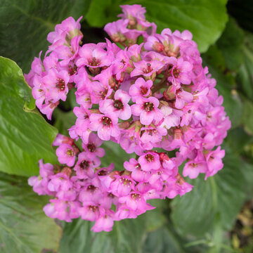 saxifrage in spring