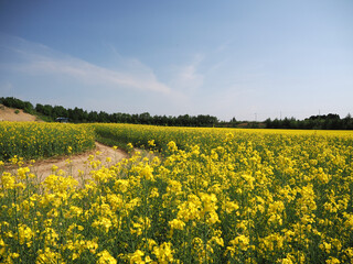 Obraz premium 安平町の菜の花畑