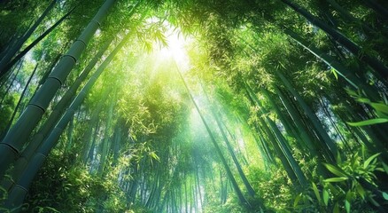 Bamboo Forest With Sunlight