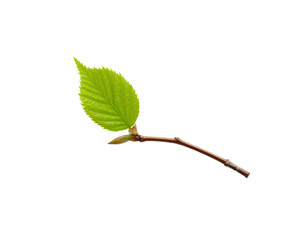 Fresh green leaf with serrated edges and a small twig with buds