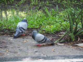 Two pigeons stand on the ground beside a clump of green grass. Focus on the bird in black eyes. Pigeons with different eye colors stand still to rest in garden. Birds may sick due to weather changes.
